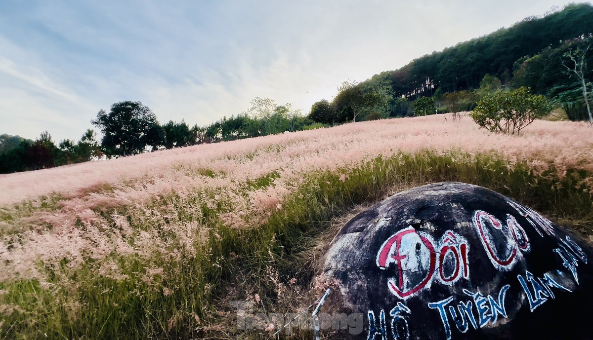 Régalez vos yeux des magnifiques collines d'herbe rose de Da Lat, photo 2