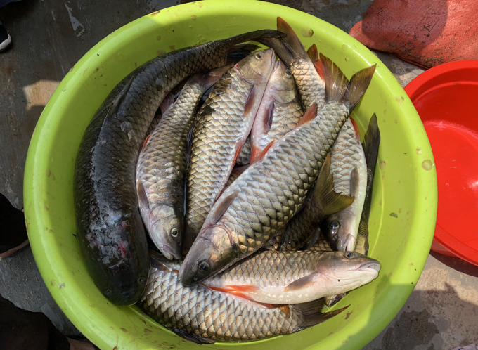 ត្រី​ដែល​ចាប់​បាន​ក្នុង​ពិធីបុណ្យ​នេះ ត្រូវ​បាន​បែង​ចែក​ជា​ក្រុម ហើយ​យក​មក​ធ្វើ​ជា​អាហារ។ រូបថត៖ ហុង ឡឺ
