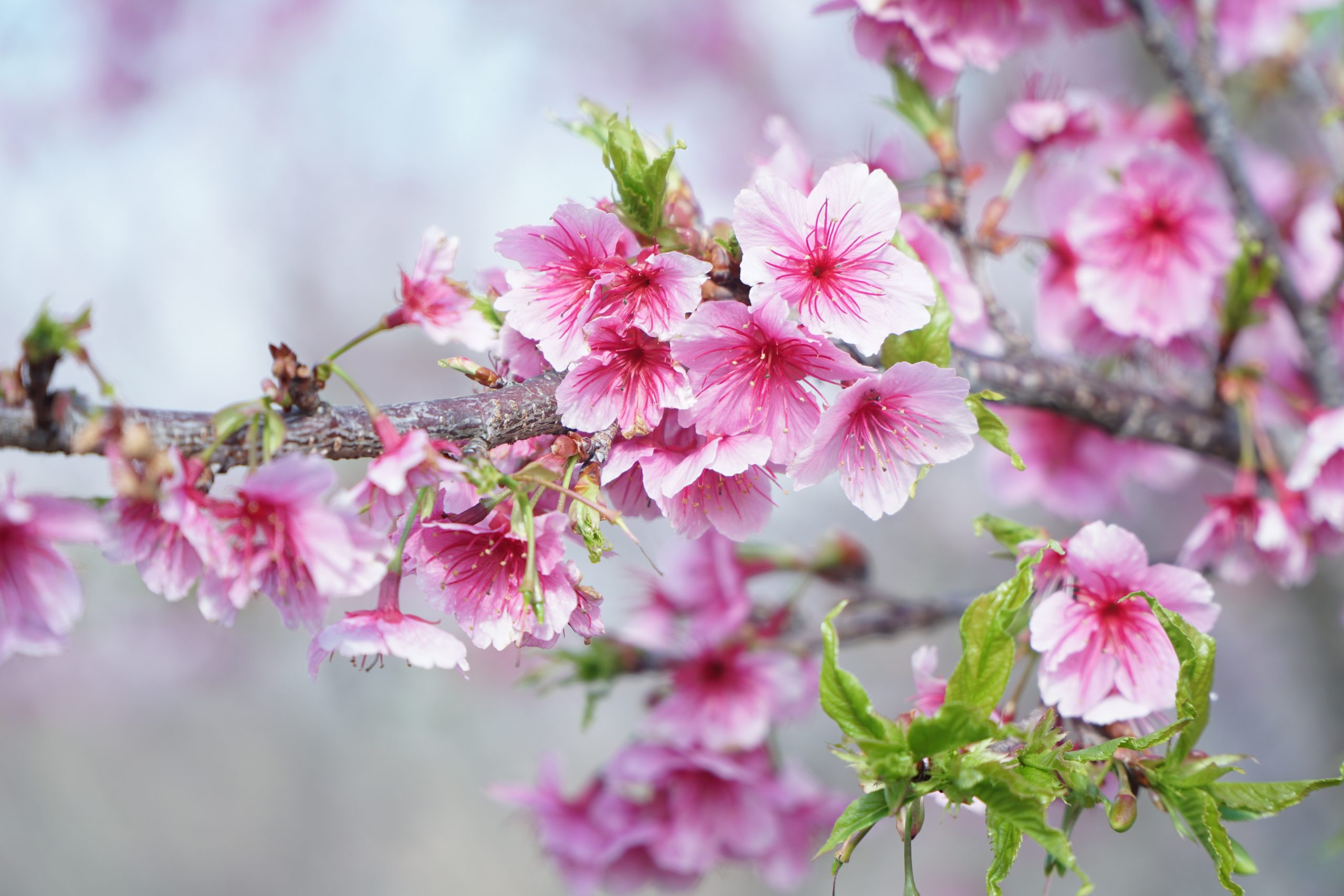 Hermosa temporada de floración de los cerezos japoneses en el Tet 2025 en Dien Bien