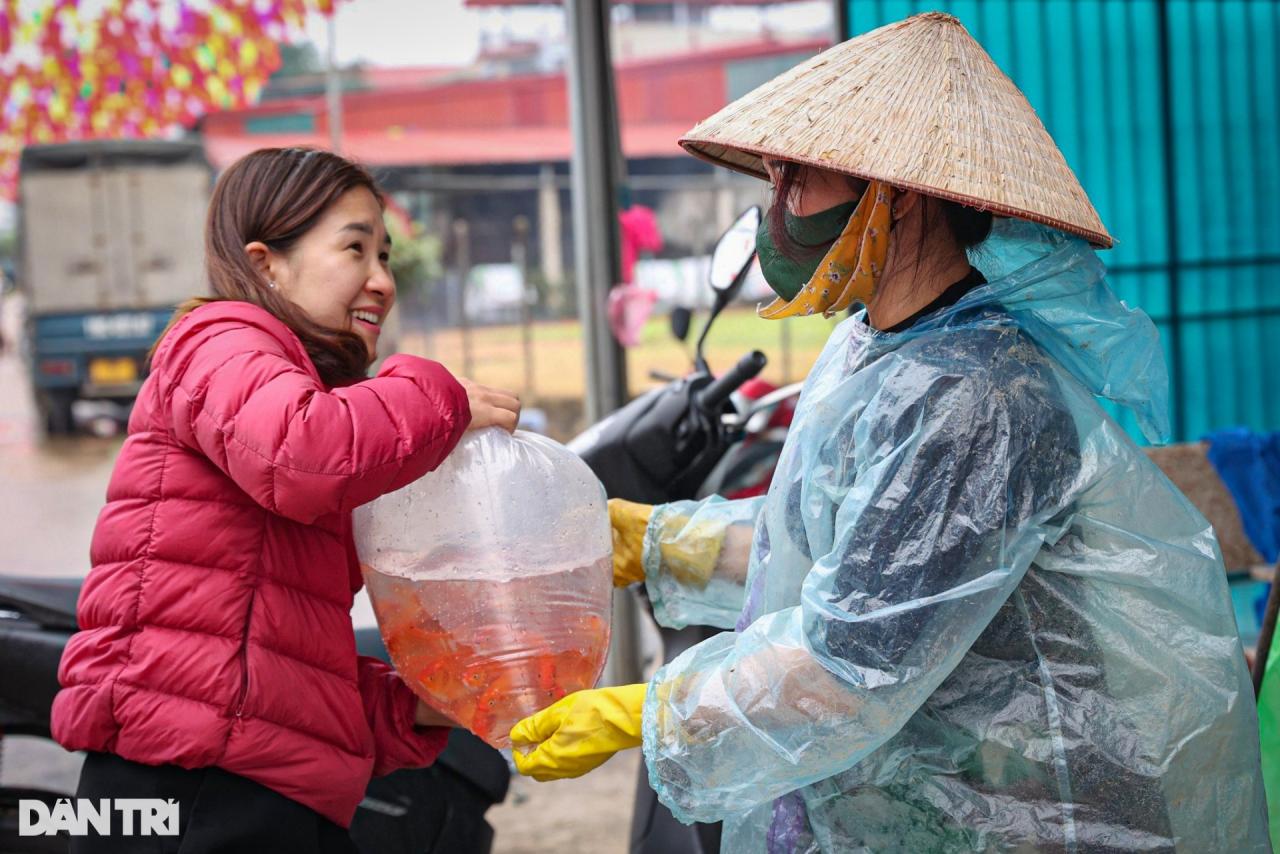 Lội bùn giăng lưới thu hoạch cá chép đỏ trước ngày ông Táo lên chầu trời - 14