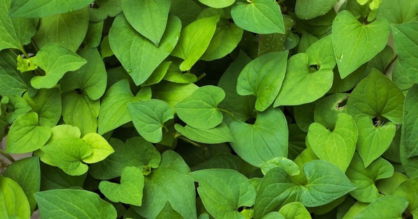 Fish mint helps beautify skin and prevent hemorrhoids