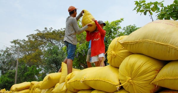 Ấn Độ xuất hơn 1 triệu tấn gạo cho 7 nước, gửi đi thông điệp gì?