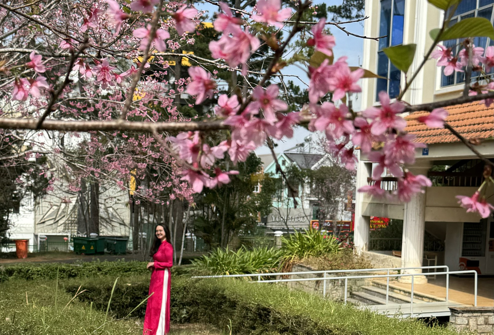 동남아에서 가장 아름다운 풍경을 가진 학교를 분홍색으로 물들이는 꽃 사진 1