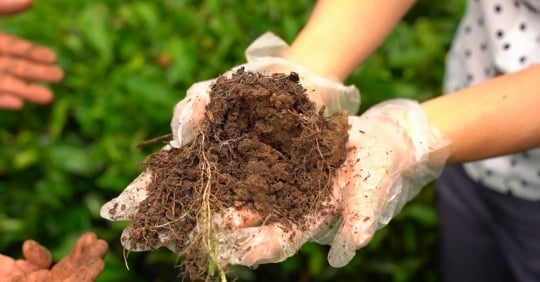 Organic fertilizer 'revives' degraded tea hills