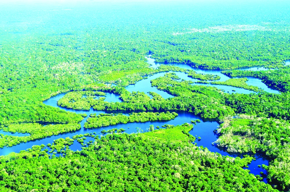 Rừng Amazon ở Brazil. Ảnh: National Geographic