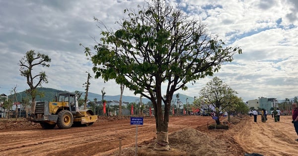 En un distrito de Binh Dinh, se plantaron una serie de albaricoqueros amarillos "antiguos" en la calle peatonal.