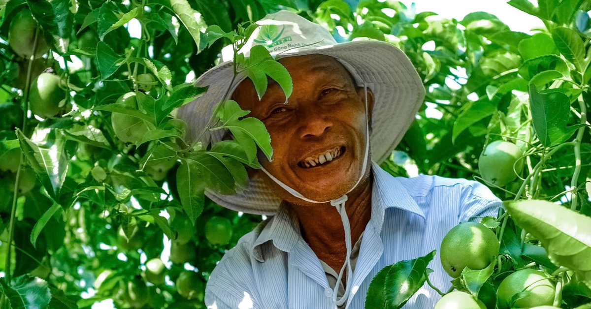 Nông dân, doanh nghiệp hào hứng trước cơ hội đưa chanh leo vào Mỹ