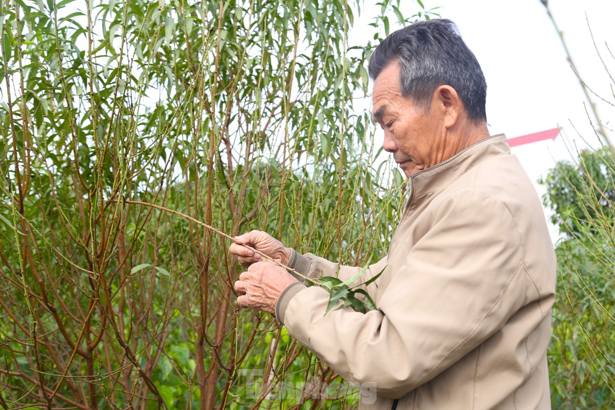 Stripping leaves, nurturing buds to bring spring colors photo 2