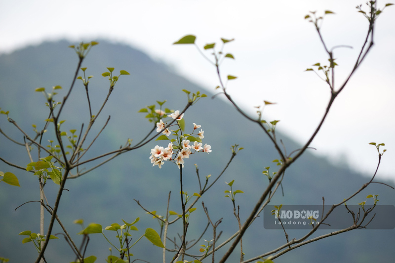 The pure white color, simplicity of this flower with a special name is enough to make those who love the mountains and forests flutter. Bauhinia flowers also represent a part of the rustic beauty like the people of the highlands, the cool fragrance soothes the heart. Anyone who has traveled through the Northwest, Northeast during Bauhinia flower season cannot help but be moved by the unique emotions of this land.