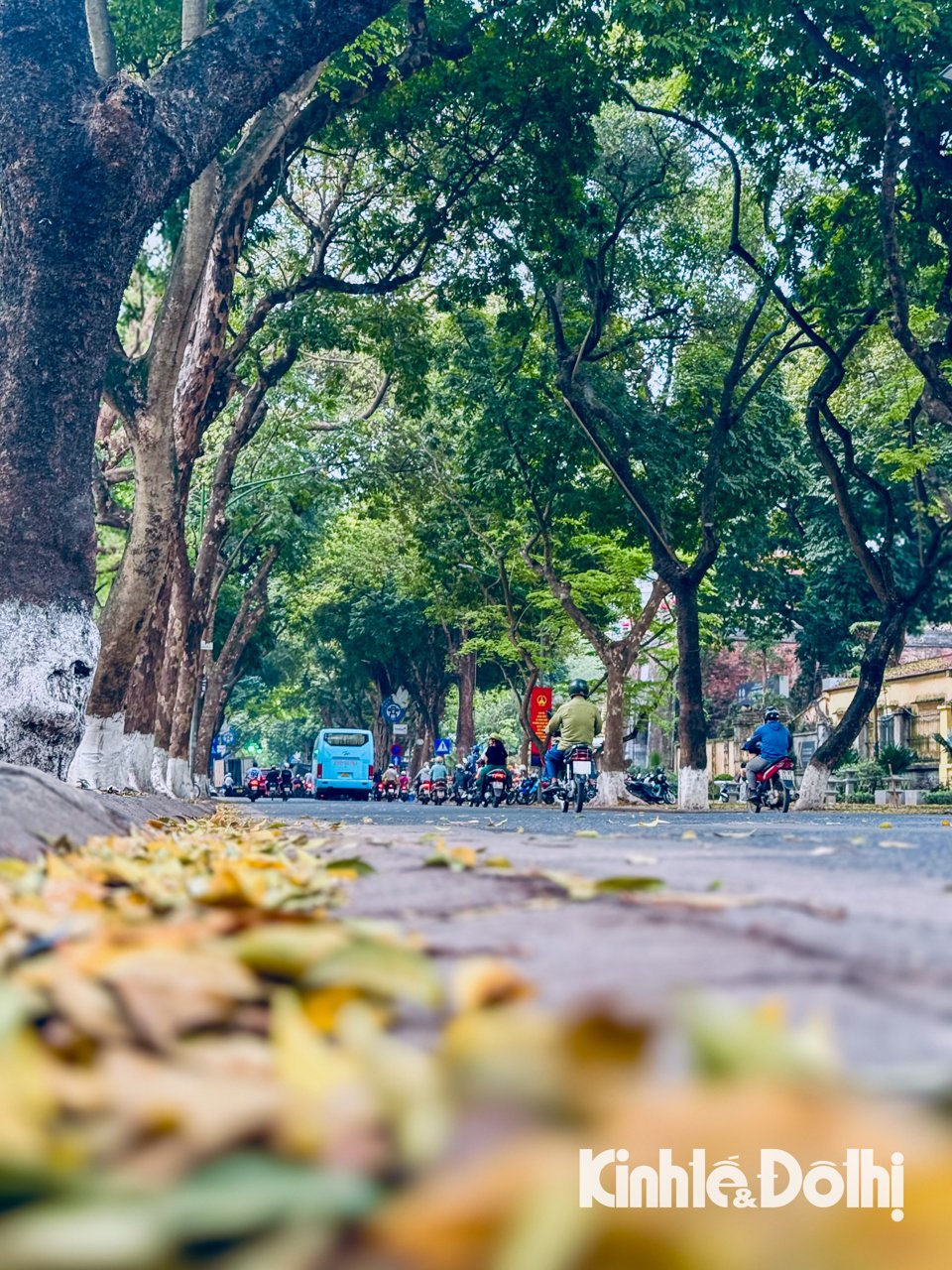 Die Klassen sind; Das Geräusch umgestürzter alter Krokodilbäume erfüllte beide Seiten des Bürgersteigs. in der Phan Dinh Phung Straße.nbsp;