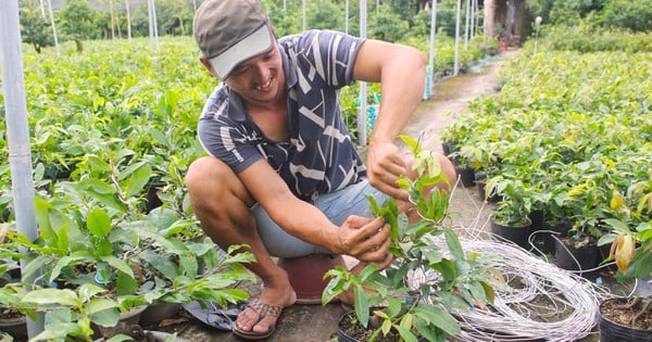 Cultiver des abricots jaunes, une plante ornementale très prisée, un agriculteur de Ben Tre vend en ligne, les commandes se clôturent, l'argent rentre