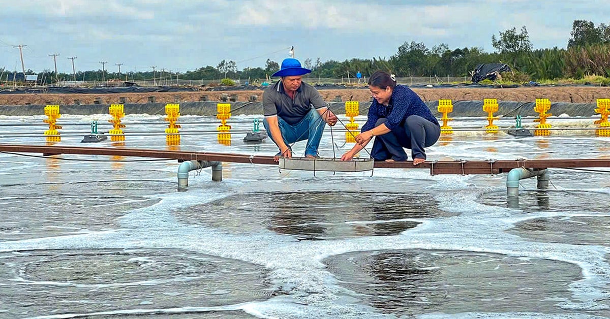 Training shrimp farm owners in the West to become professional shrimp farmers