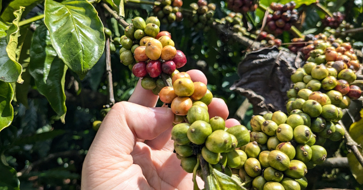 Coffee prices hit record high, contributing 80% of Gia Lai's export value