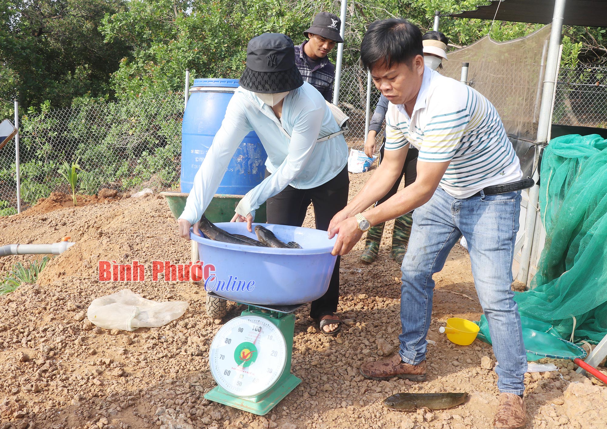 Đầu tư ao lót bạt nuôi cá lóc, 5 anh em ở Bình Phước muốn có chuỗi liên kết lớn- Ảnh 2.