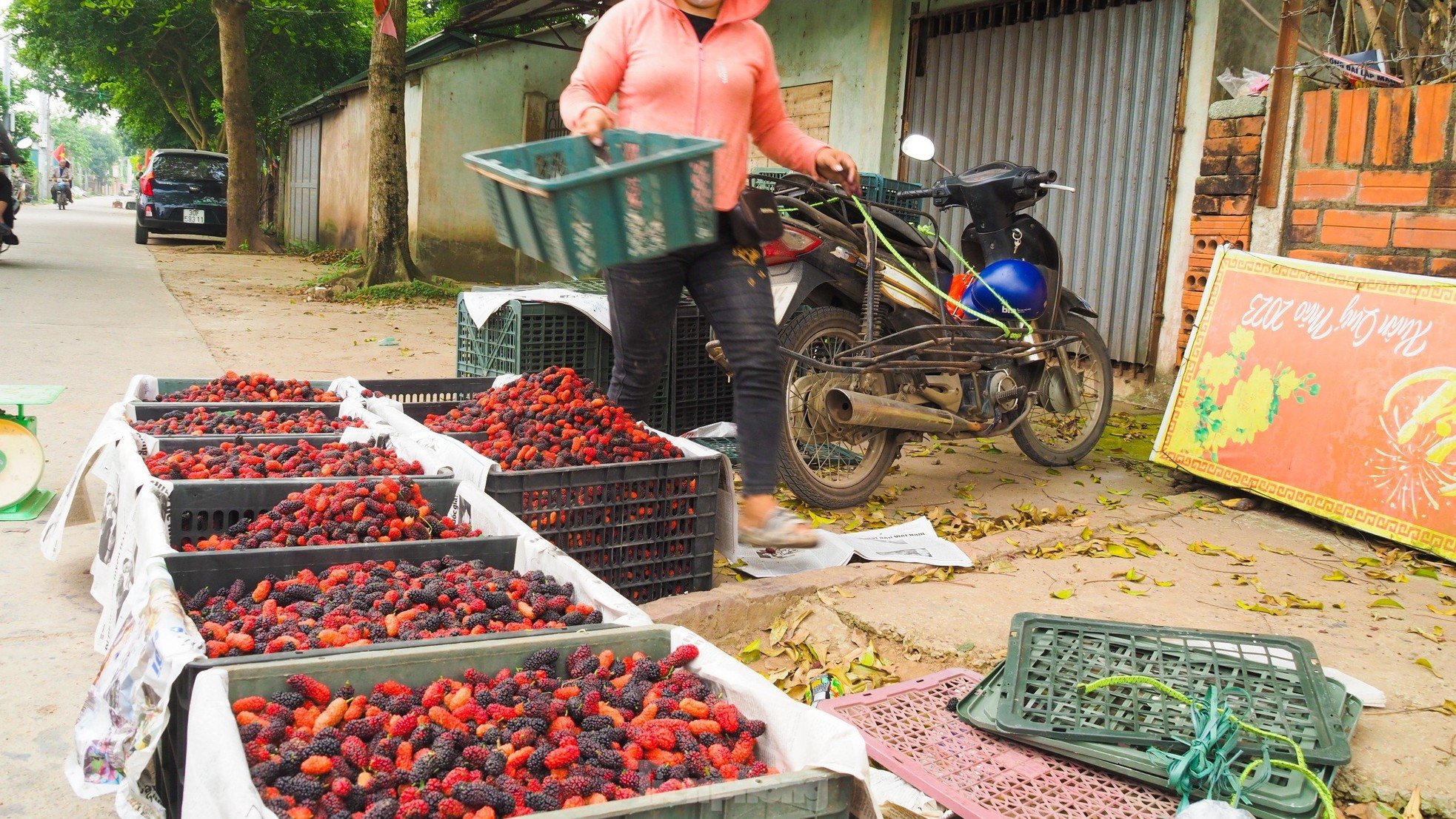 Dâu tằm vào mùa thu hoạch, chín đỏ vùng ven ngoại thành Hà Nội ảnh 10