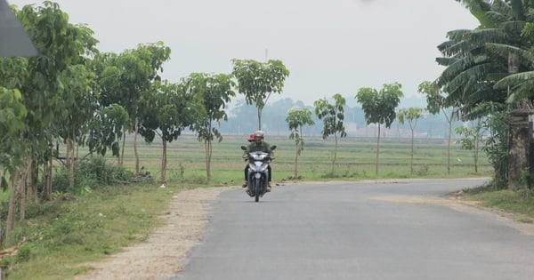 Die neue Landstraße mit Bäumen in einem Stadtteil von Quang Binh ist cool und schön wie im Film.