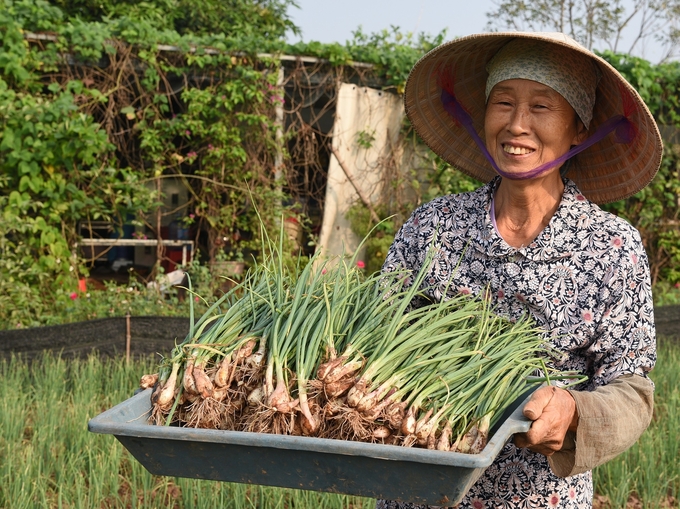 Thu hoạch hành ở trang trại Gen Xanh. Ảnh: Dương Đình Tường.