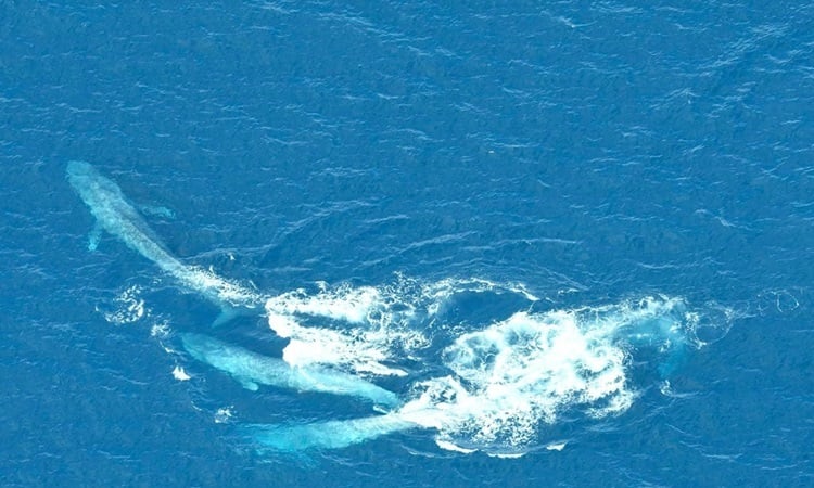 Les baleines bleues mâles se battent pour une partenaire