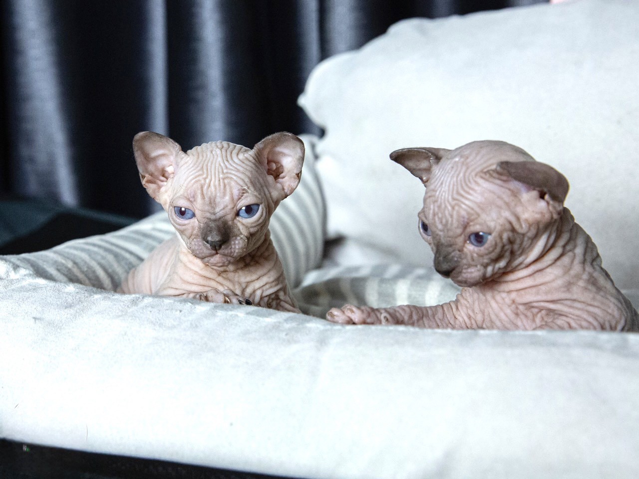 9x Mädchen besitzt milliardenschwere haarlose Katzenfarm Foto 6