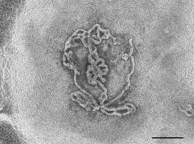 Tubular structures in testes formed within 14 days in a lab dish. Photo: SWNS