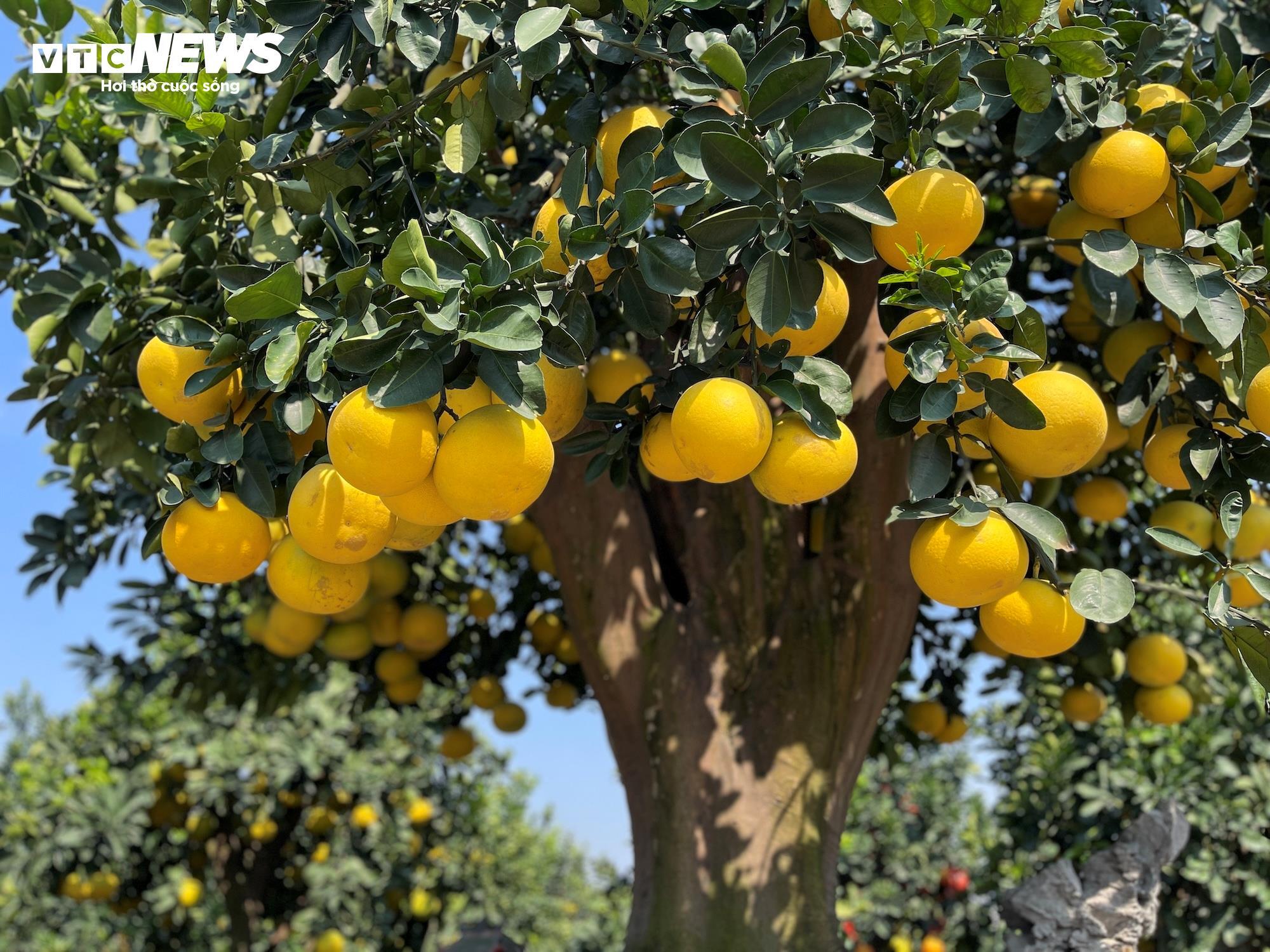 Feast your eyes on a pomelo tree laden with fruit, priced at 800 million VND