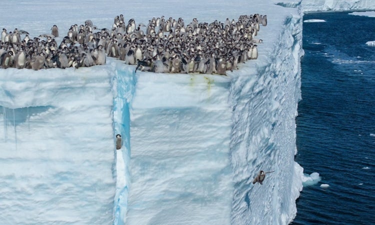 Un pingouin saute d'une falaise de 15 mètres de haut à cause de la faim