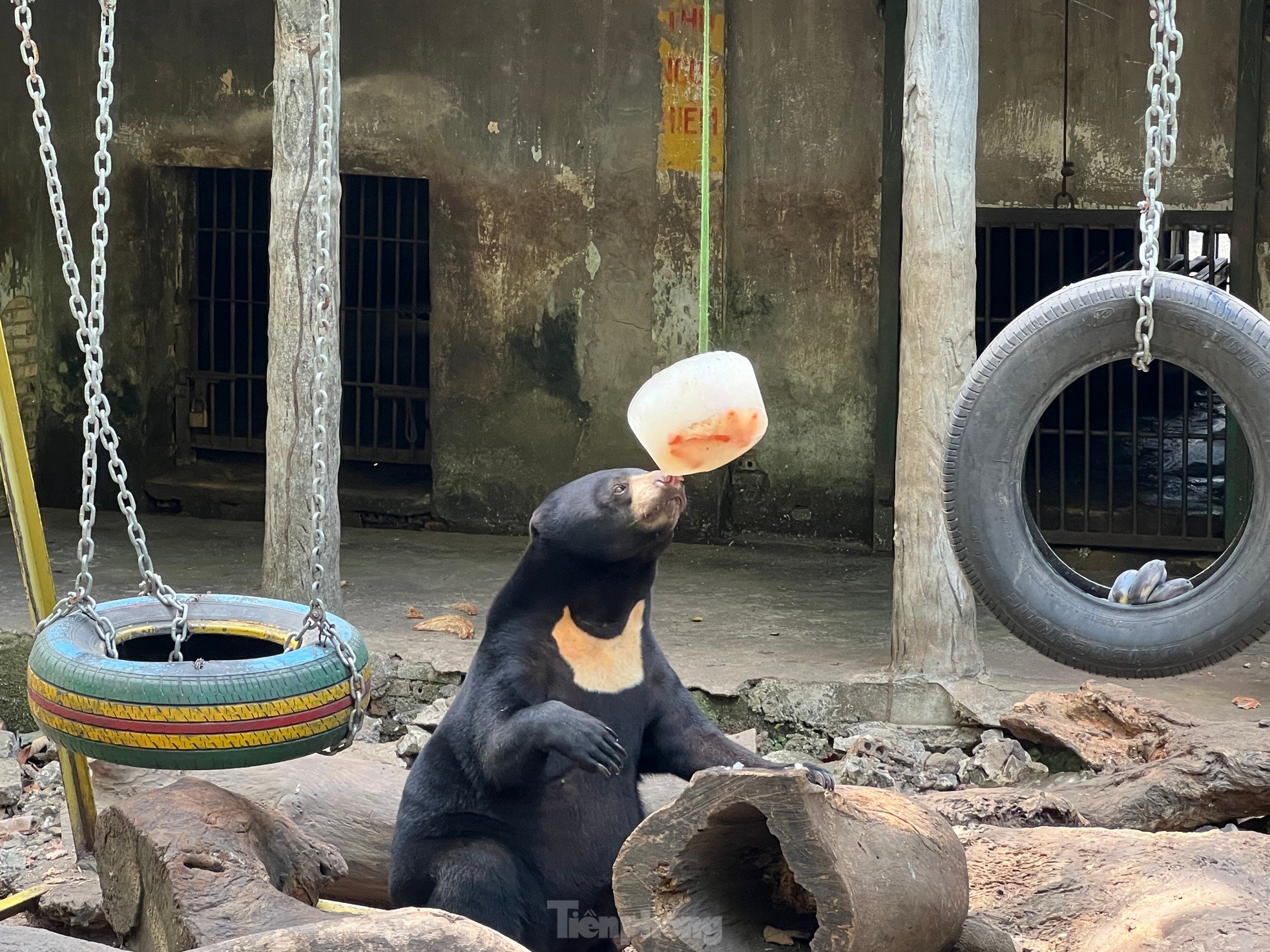 Unerwartet einen Bären gesehen... beim Eisessen im Ho-Chi-Minh-Stadt-Zoo, Foto 4