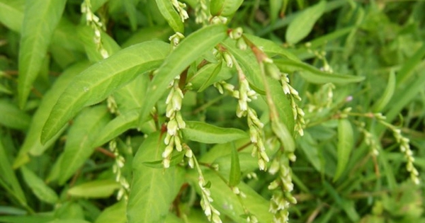 唐辛子よりも辛く、植えなくてもたくさん育つ、健康にとても良いベトナム野菜です。