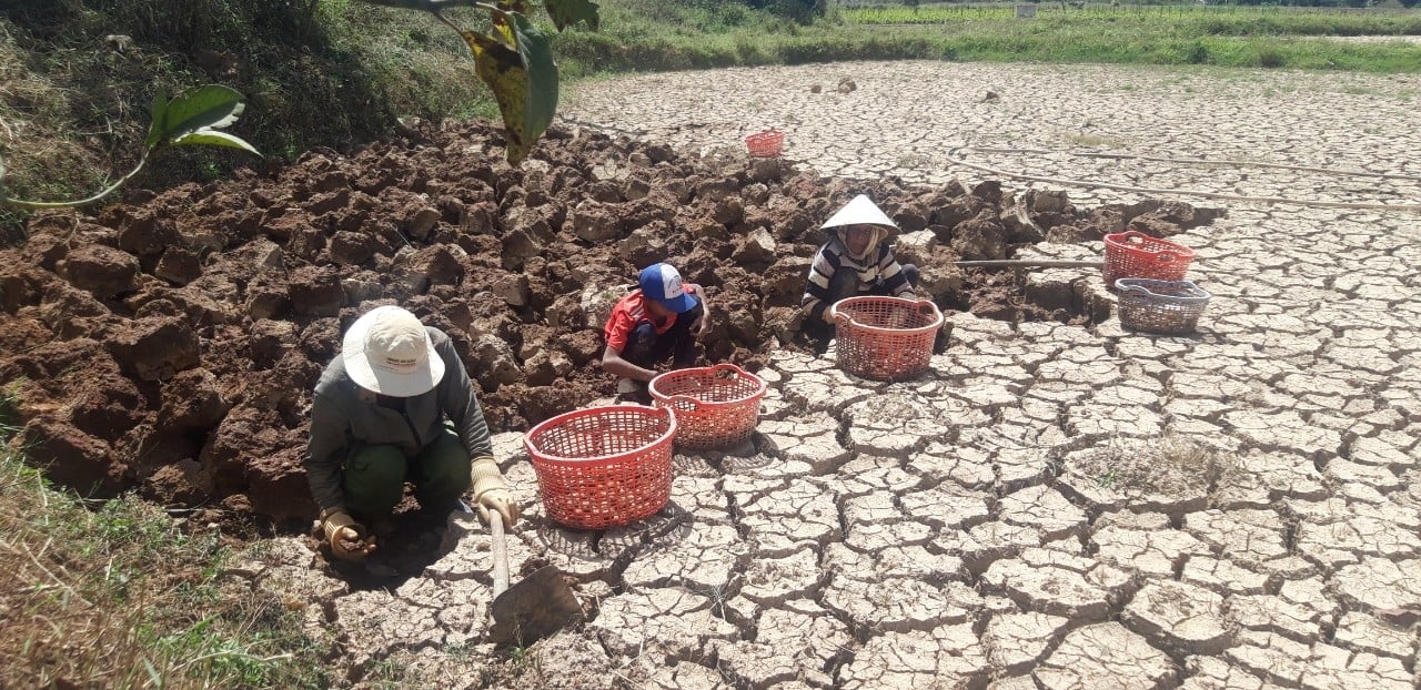 Gia đình bà Ma Thao đang thu hoạch củ năng.