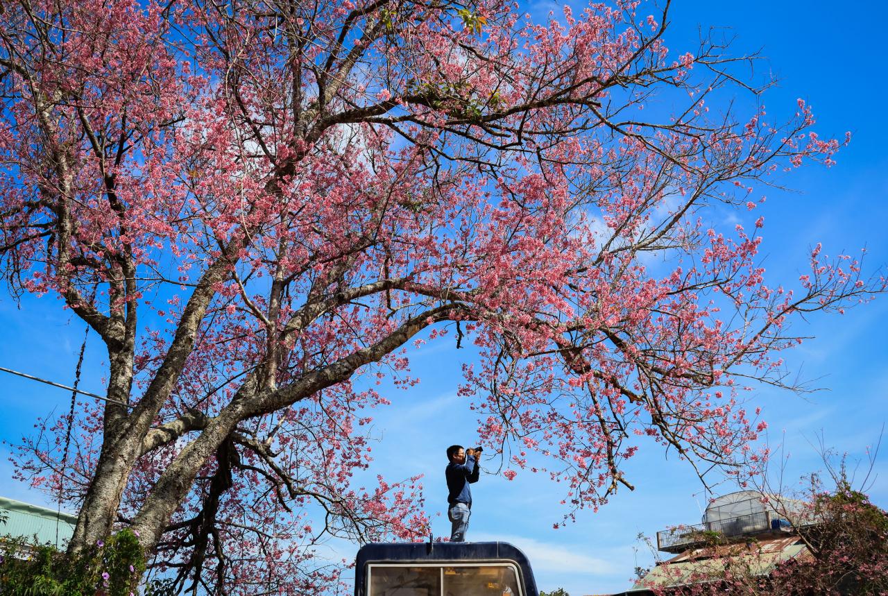 Cada vez que llega la temporada de los cerezos en flor, el cielo de Da Lat parece vestirse con ropa nueva para hacer la primavera más brillante.