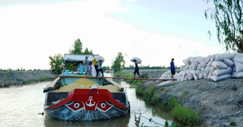 ความต้องการส่งออกข้าวเพิ่มขึ้น ข้าวเวียดนามยังคงชนะการประมูล