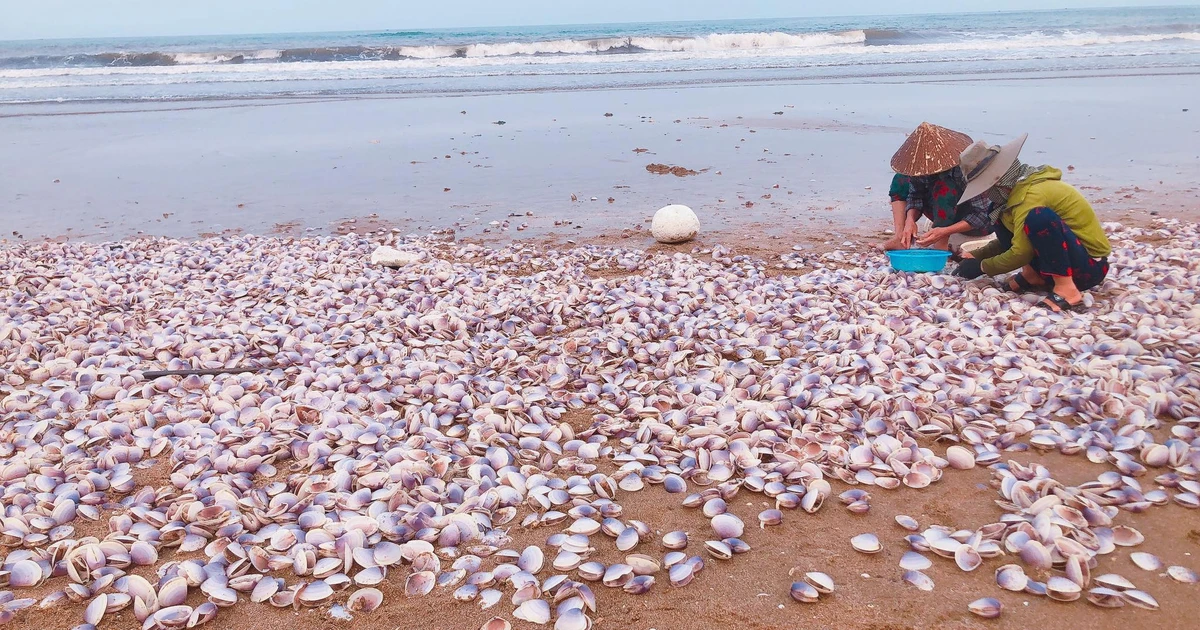 Des tonnes de palourdes violettes échouées sur le rivage de Ha Tinh