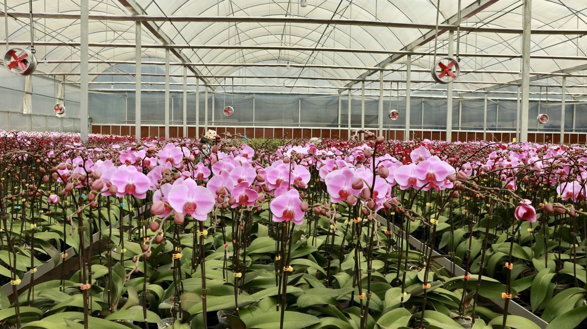 Los pueblos de flores de lujo en Lam Dong están muy concurridos durante la temporada del Tet, foto 4