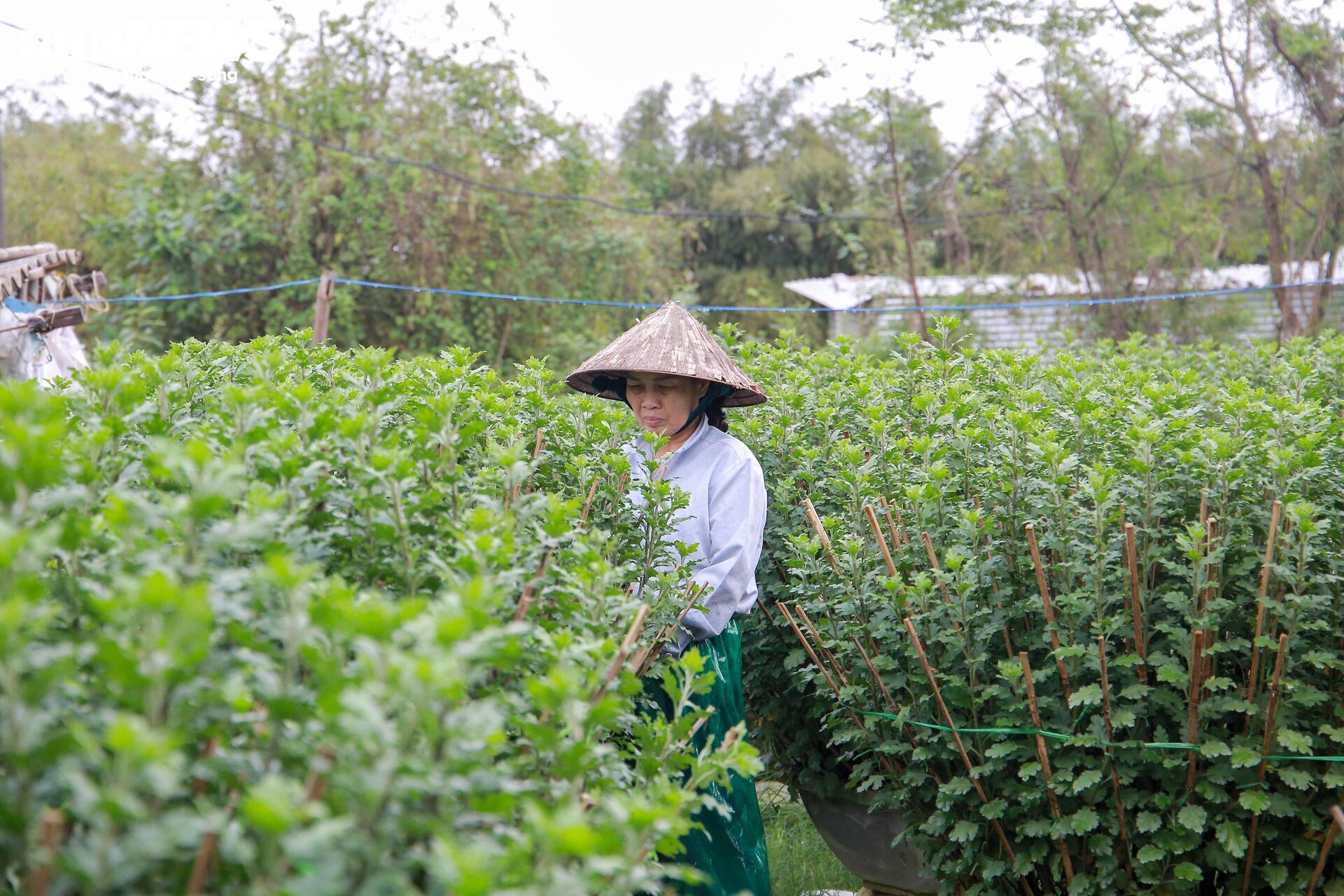 Loài hoa 'đặc biệt' giúp dân xứ Huế thu trăm triệu dịp Tết - 12