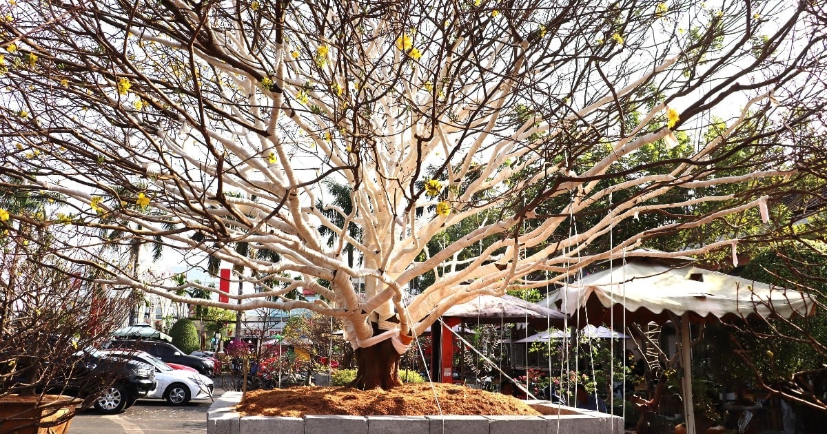 Der „größte“ gelbe Aprikosenbaum auf dem Blumenmarkt Ca Mau Tet kostet 2 Milliarden VND