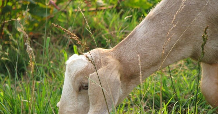 6 idées commerciales étranges qui aident les propriétaires à gagner des millions de dollars