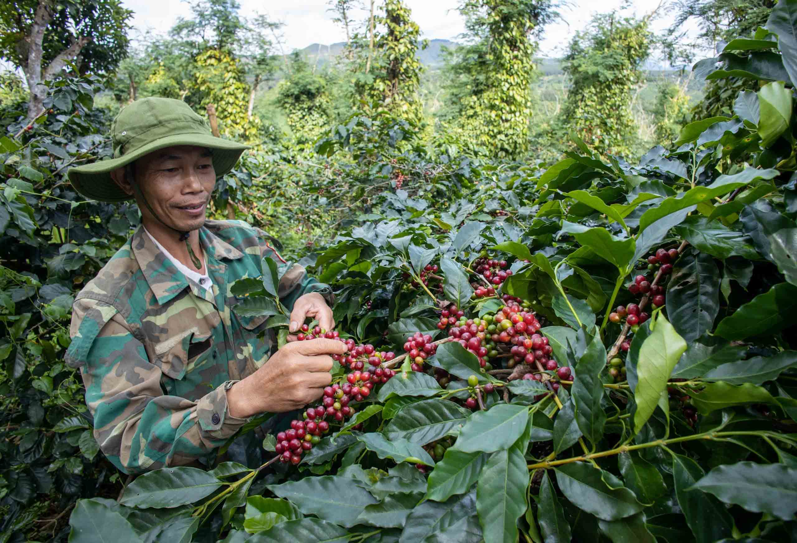 Cà phê Việt 'vẽ' lại thị trường thế giới- Ảnh 1.