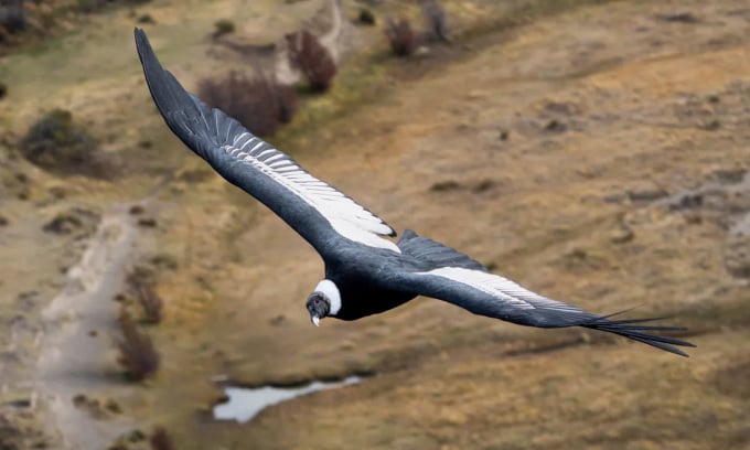 Le condor des Andes est un expert de l'envol dans le ciel. Photo: Lautaro Vidal