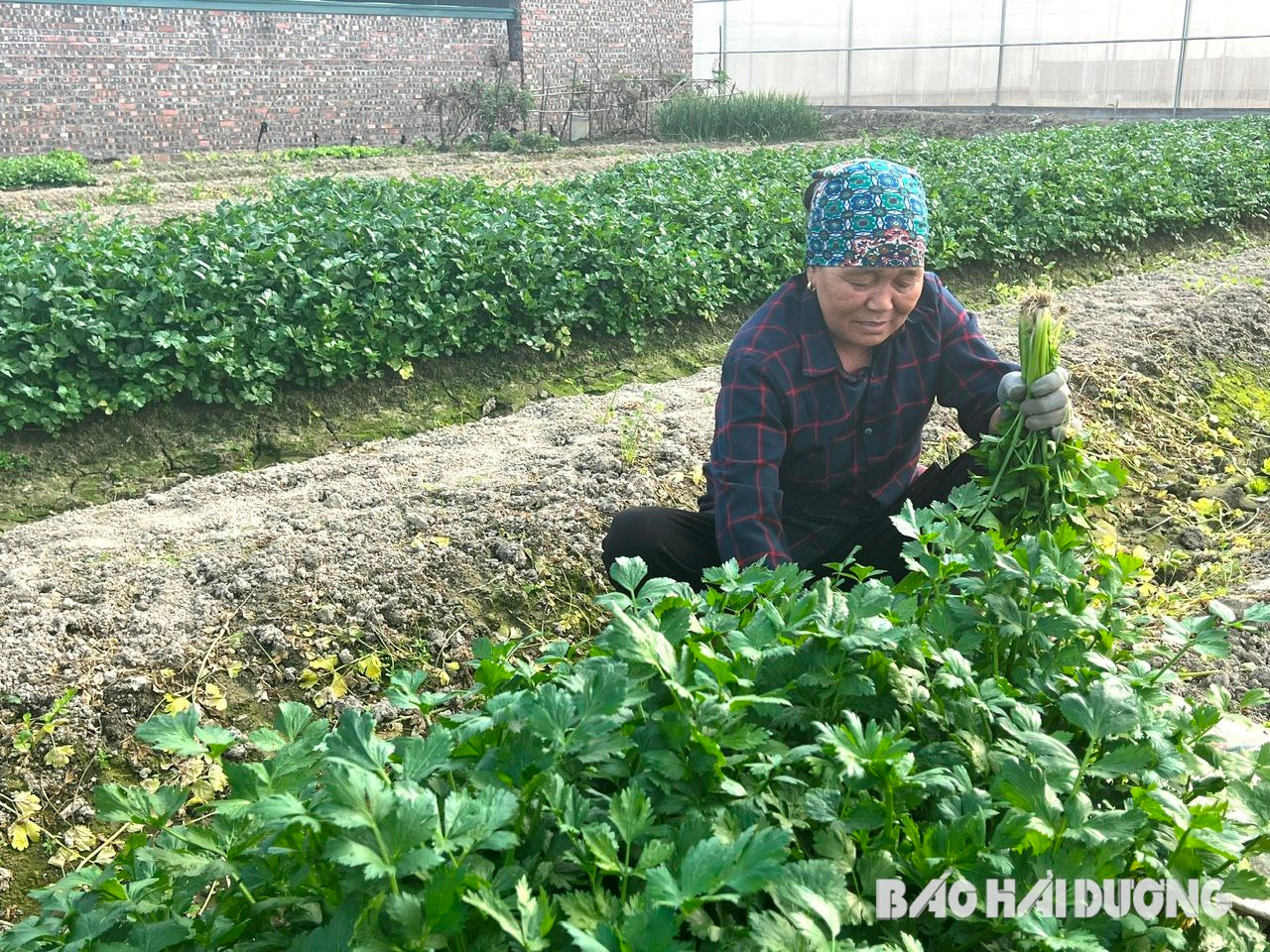 
Trồng những thứ rau tỏa mùi thơm dễ chịu, lại toàn là thuốc chữa bệnh, mỗi vụ nông dân Hải Dương thu 10 triệu/sào- Ảnh 1.