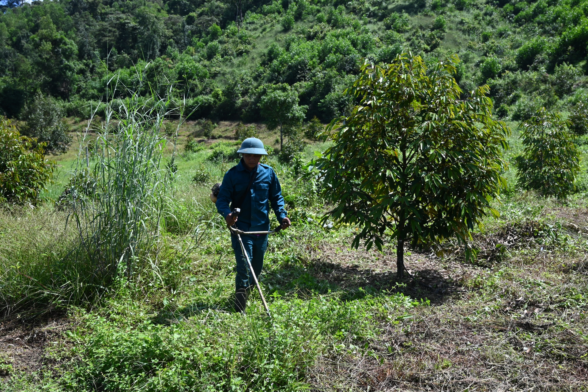 Mr. Bo Bo Duan is taking care of the durian garden.