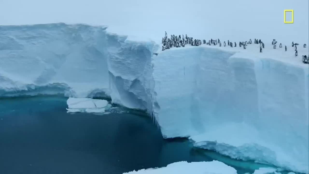 Un pingouin saute d'une falaise de 15 mètres de haut à cause de la faim