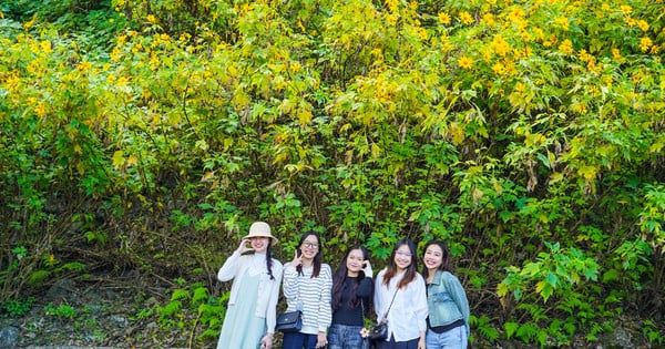 Young people line up from 4am to hunt clouds and see wild sunflowers.