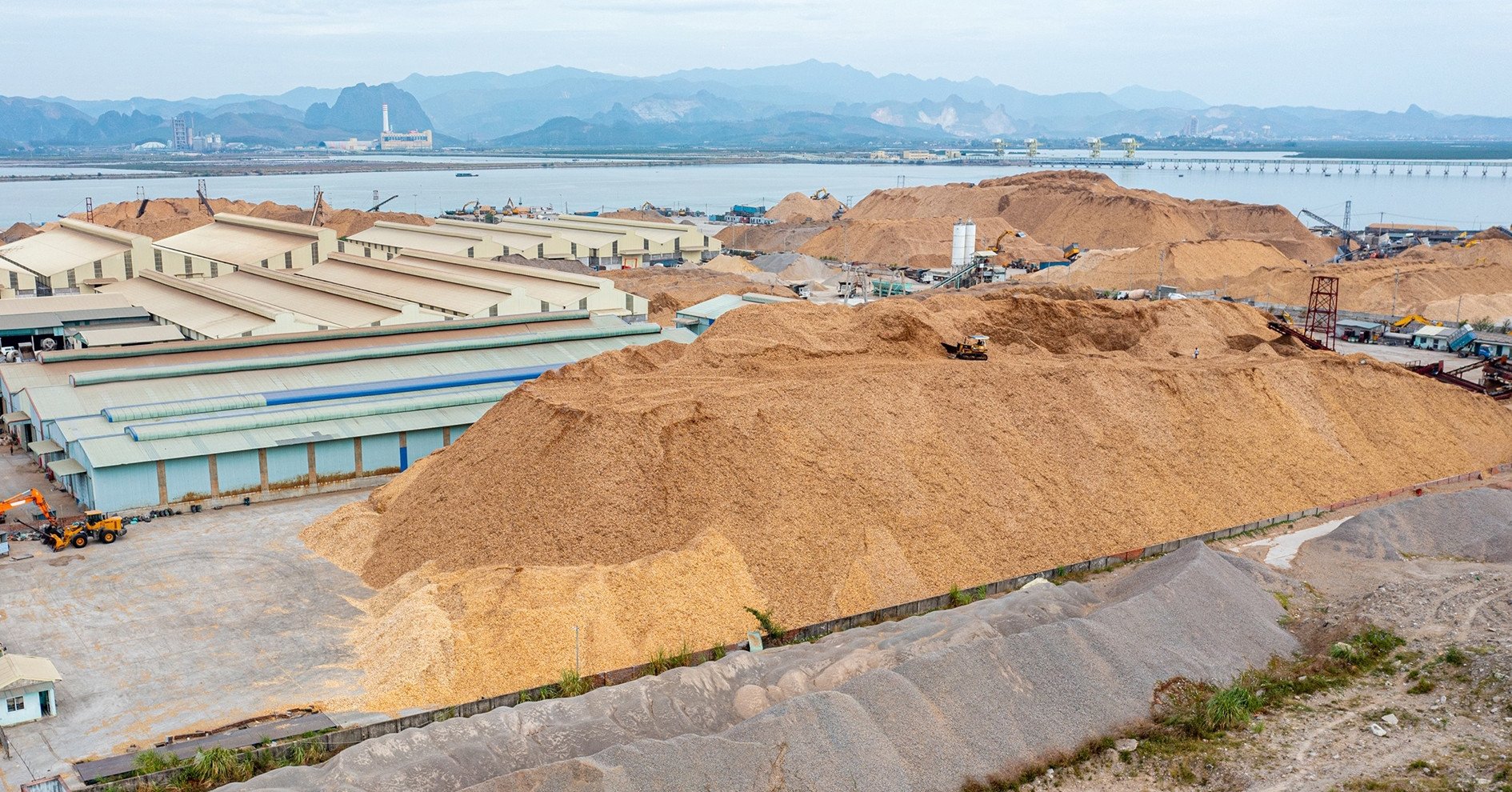 Árboles caídos por tormentas utilizados para exportación en Quang Ninh