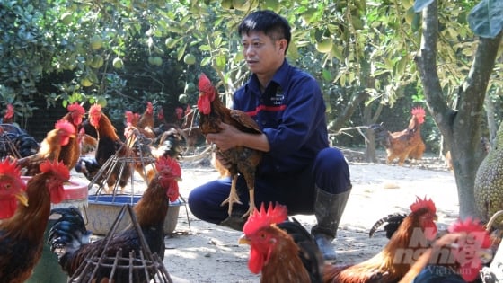 Résoudre de gros problèmes en élevant des poulets de manière biologique