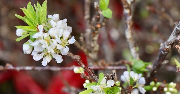 Northwest plum branches arrive in Hanoi early, 150,000 VND/bunch