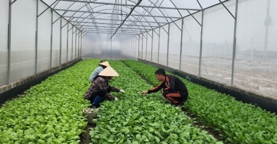 The first organic vegetable garden in Hai Phong '5 no'