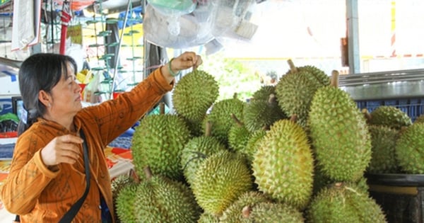 ในจังหวัดวิญลอง ราคาทุเรียนพุ่งสูงอย่างไม่เคยปรากฏมาก่อน เกษตรกรบางรายปลูกทุเรียน 5 เฮกตาร์และทำกำไรได้ถึง 1,500 ล้านดอลลาร์สหรัฐ