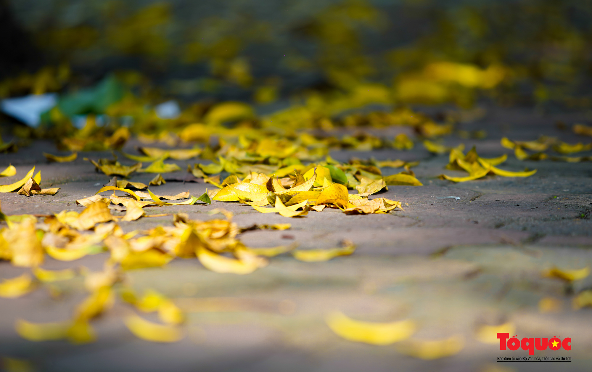 Hanoi à la saison des feuilles qui tombent