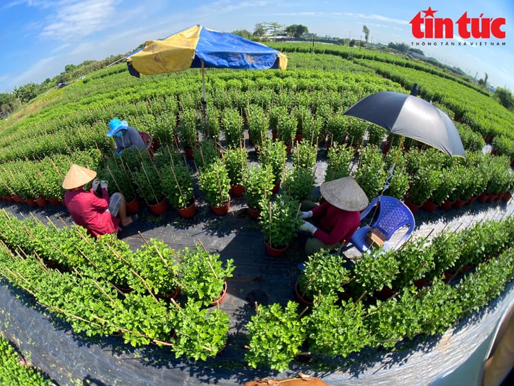 TP Hồ Chí Minh: Nông dân trồng hoa mong ngóng mùa vụ Tết