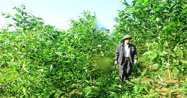 Ham Yen (Tuyen Quang): Promoting the strengths of forestry economy